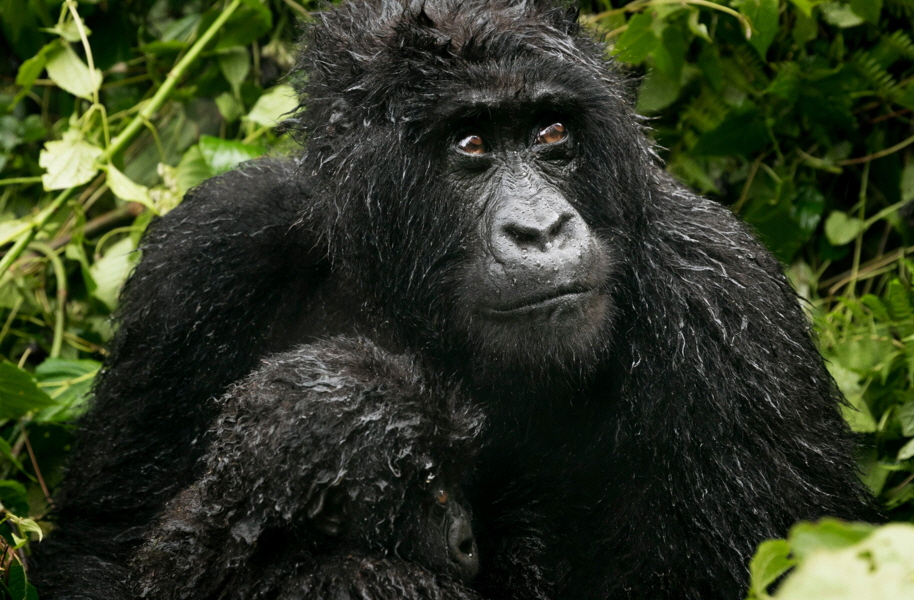 Gorilla Trecking Ruanda