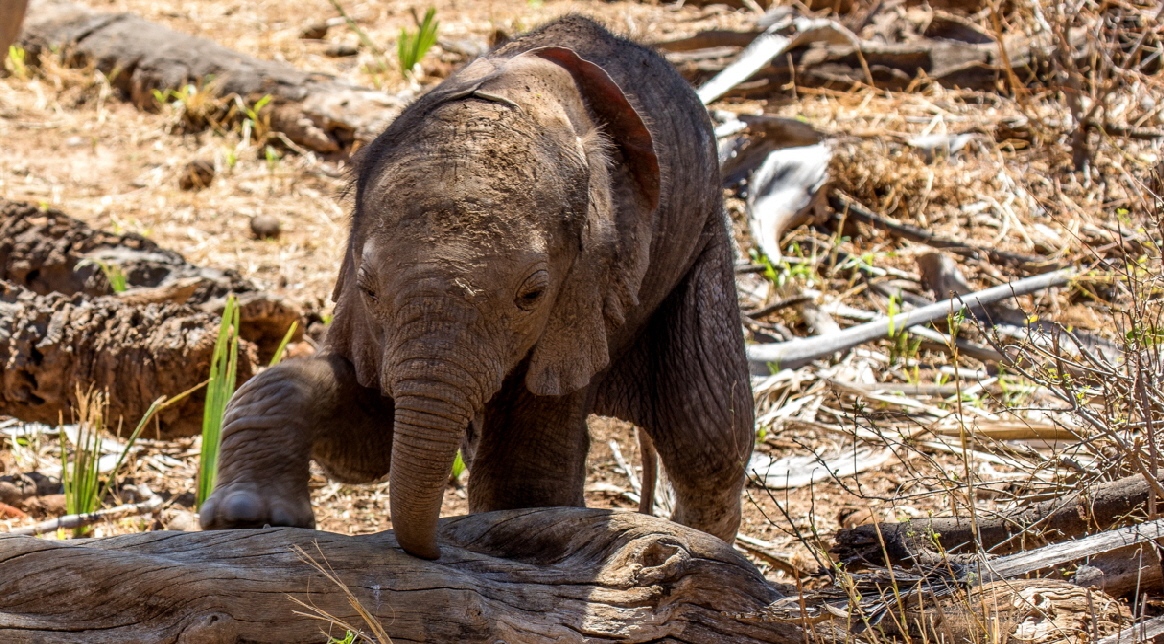 Safari-Kenia- Elefanten-Safaris