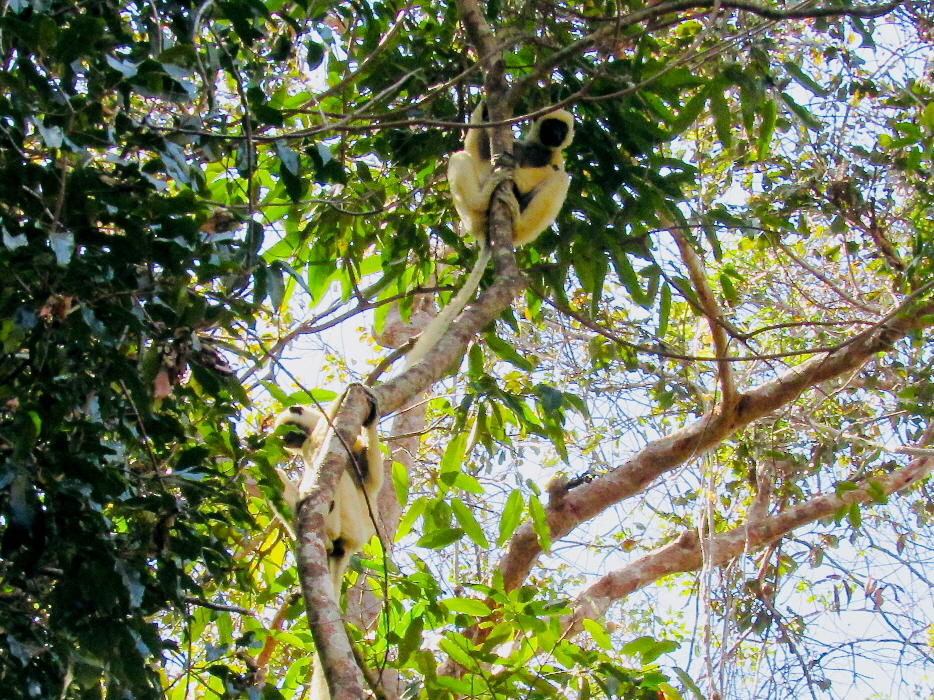 Namaroka Tsingy Camp  Van der decken Sifaka 