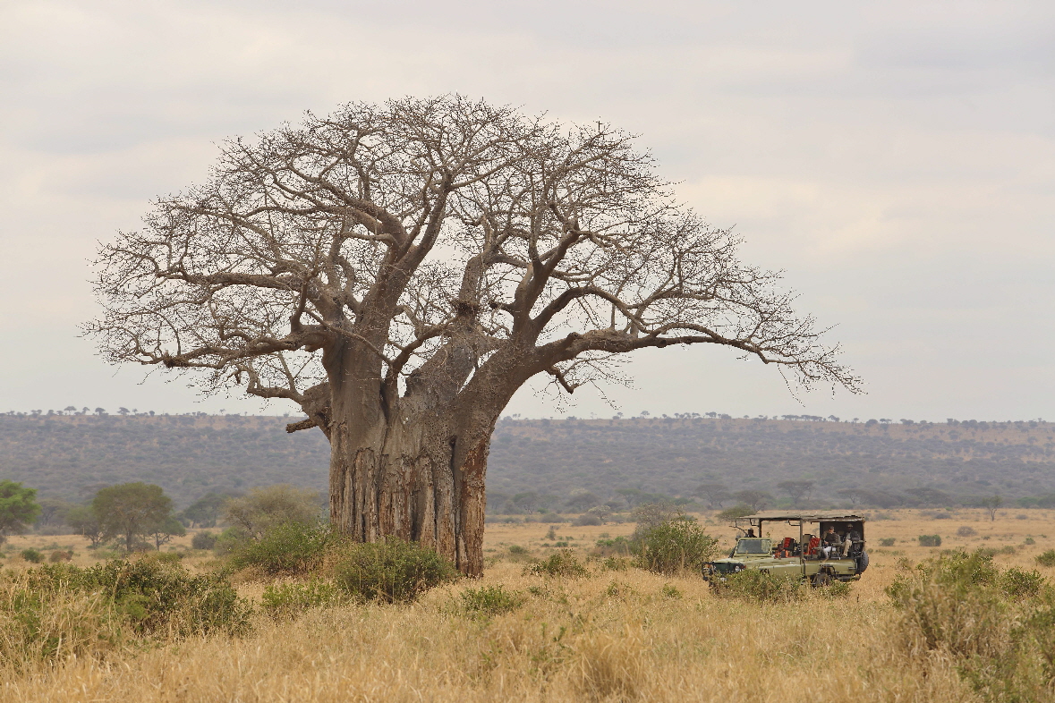 Olivers Camp Tarangire Safari