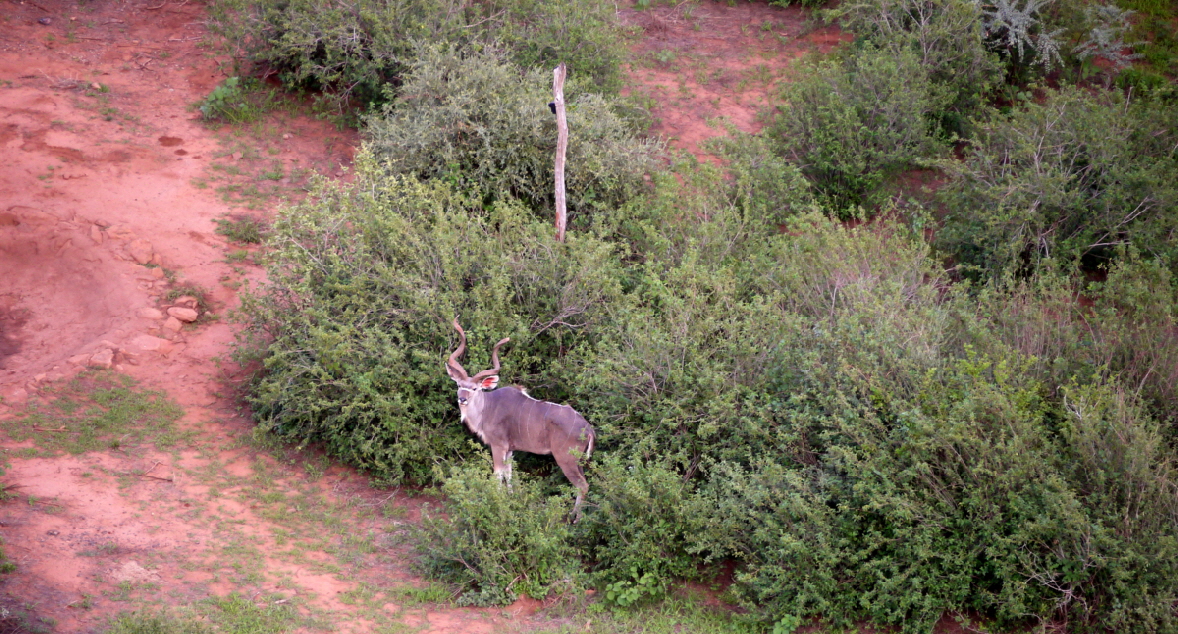Gro�er Kudu