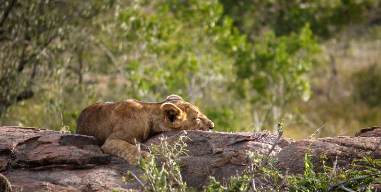 Safari kenia L�wen
