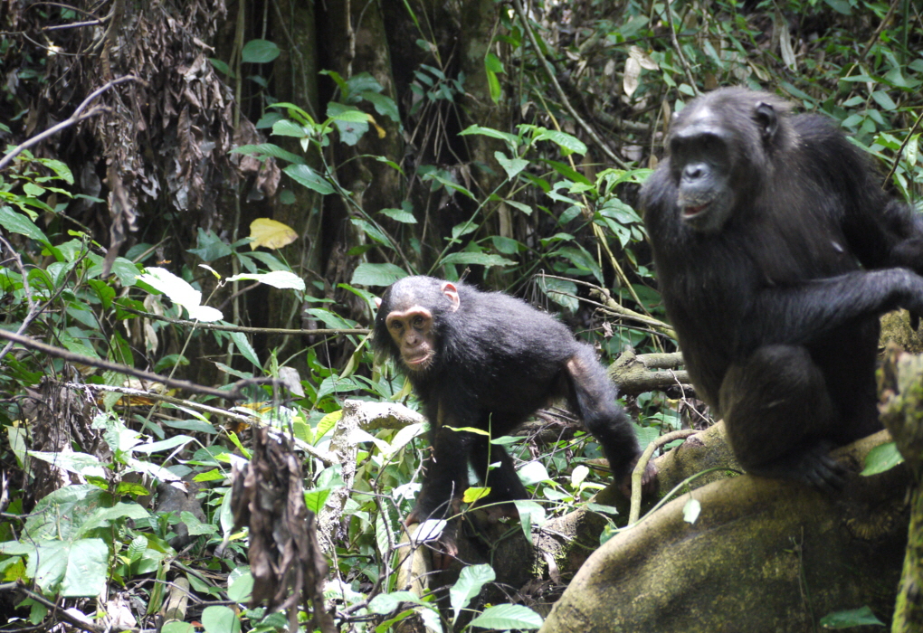 Mahale SchimpansenTrecking Tansania 
