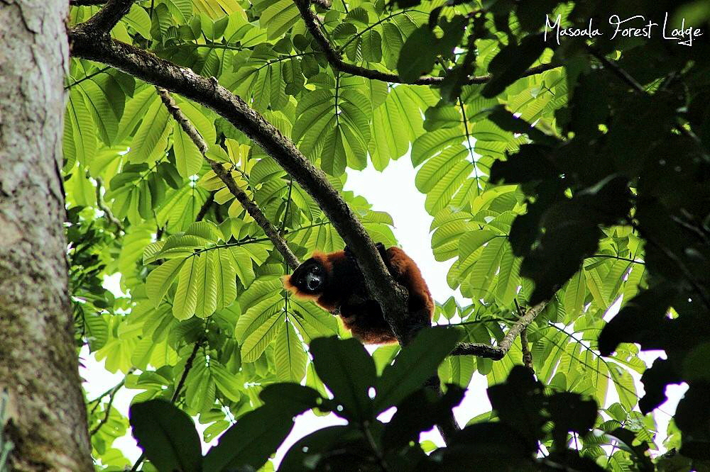 Masoala Forest Lodge Roter Vari