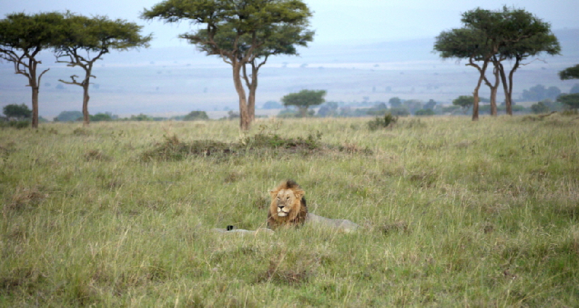 angama-mara-safaricamp-Kenia