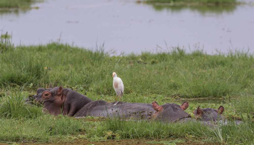 Flusspferde und Reiher