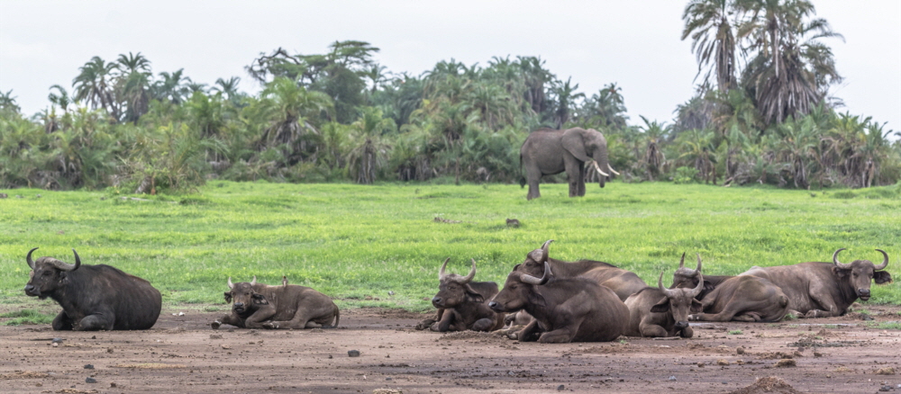 B�ffel Amboseli M�rz 2018