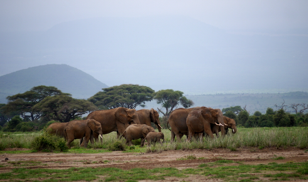 Amboseli Elefanten