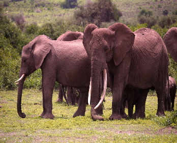 amboseli_0039