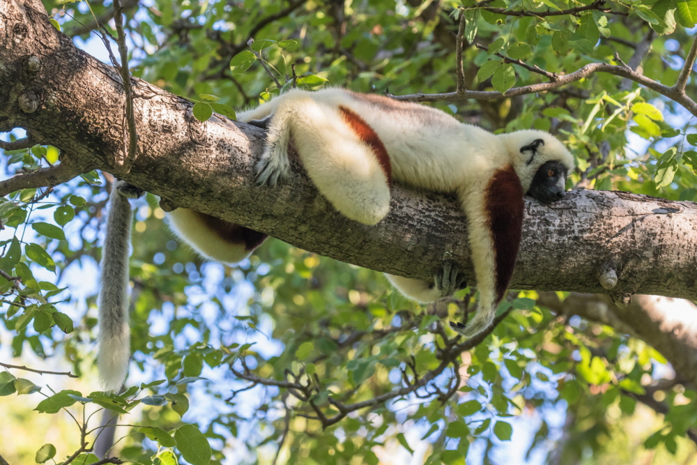 Sifaka in der Oase 