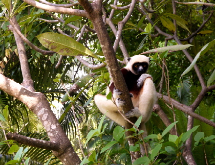 anjajavy-madagaskar-sifakas in der lodge