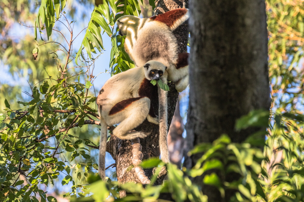 Anjajavy Sifakas 