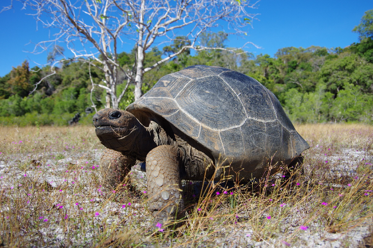 Schildkr�te  in Anjajavy 