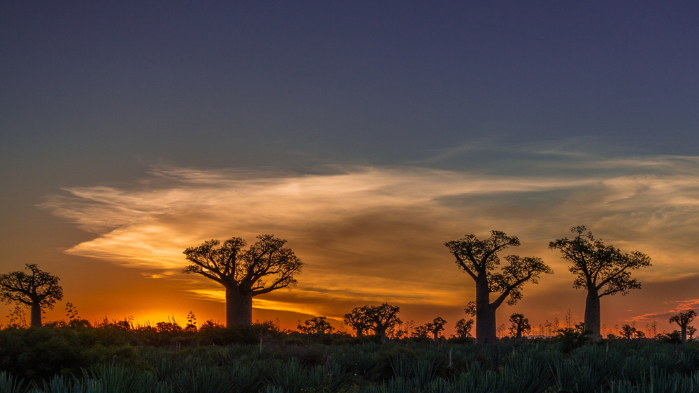 Baobab Allee im S�den