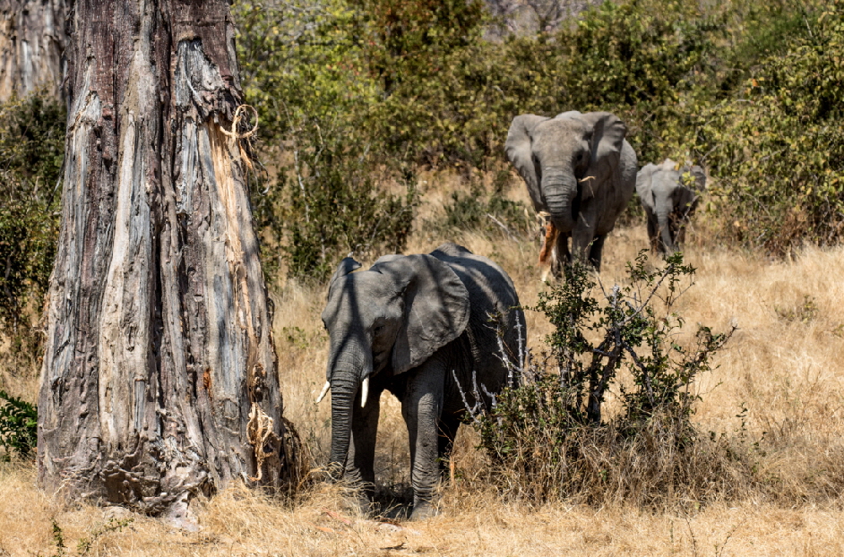 baobab-elefanten-safari-ruaha-tansania