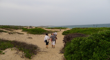 Schildkr�ten auf Manda