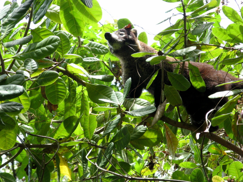 Nasenb�r Corcovado Park Osa Halbinsel