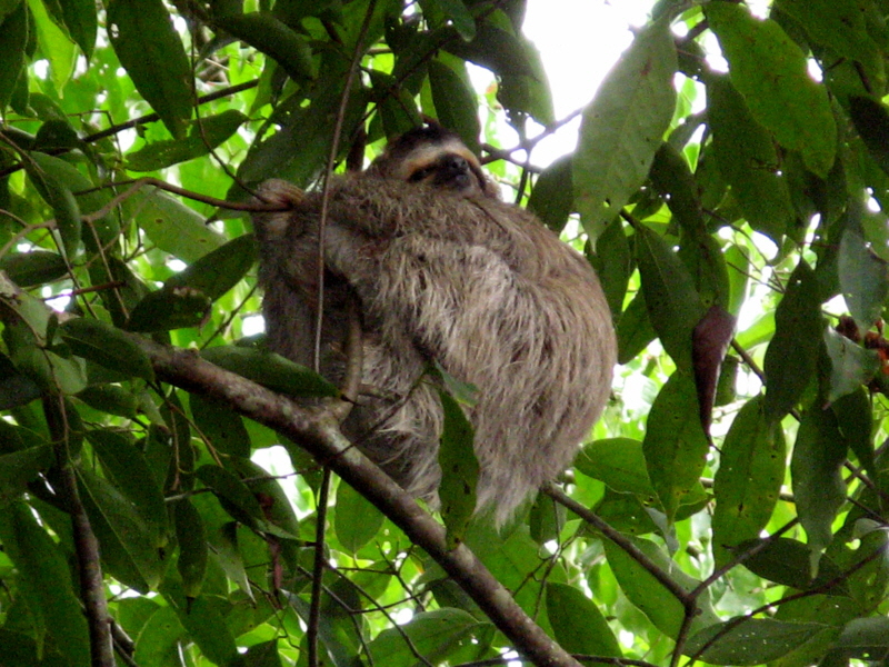 Faultier im Corcovado Park Osa Halbinsel