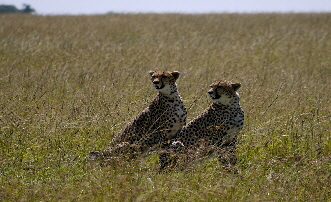 Geparden in der Masai Mara