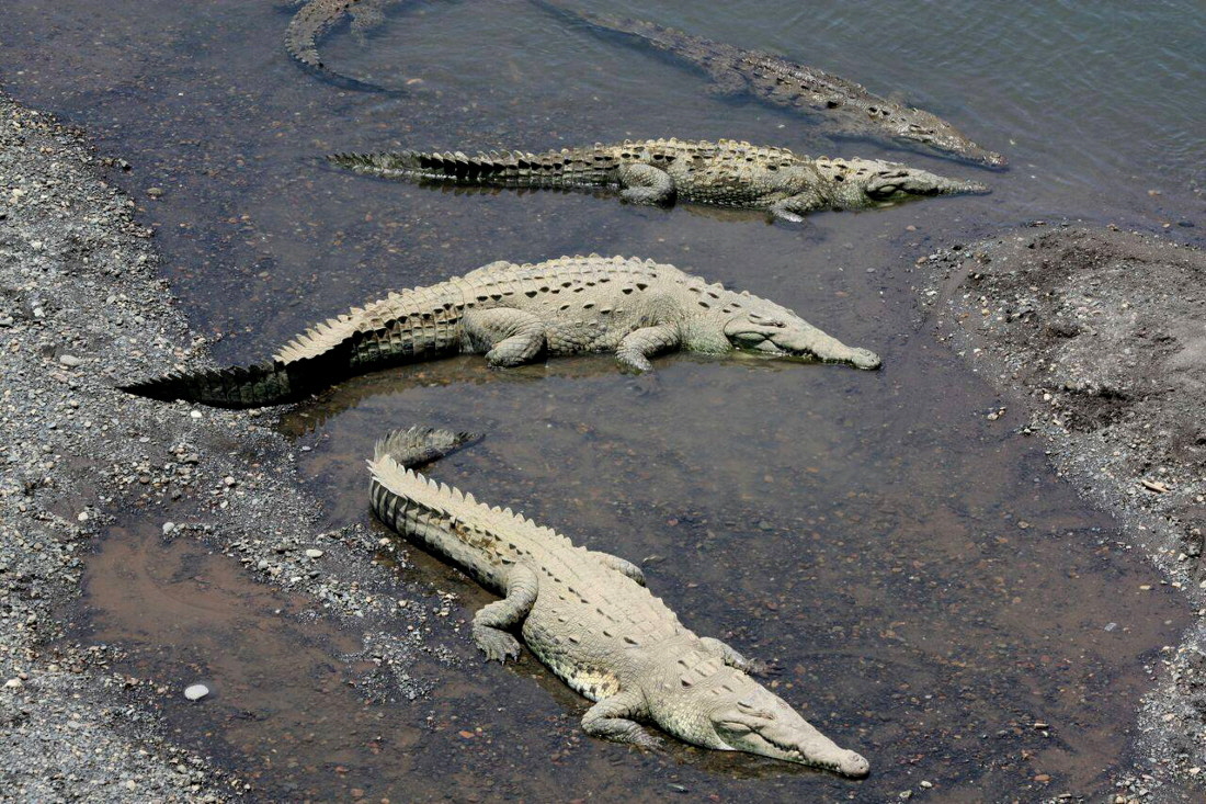 Copa de Arbol Drake bay Corcovado Nationalpark