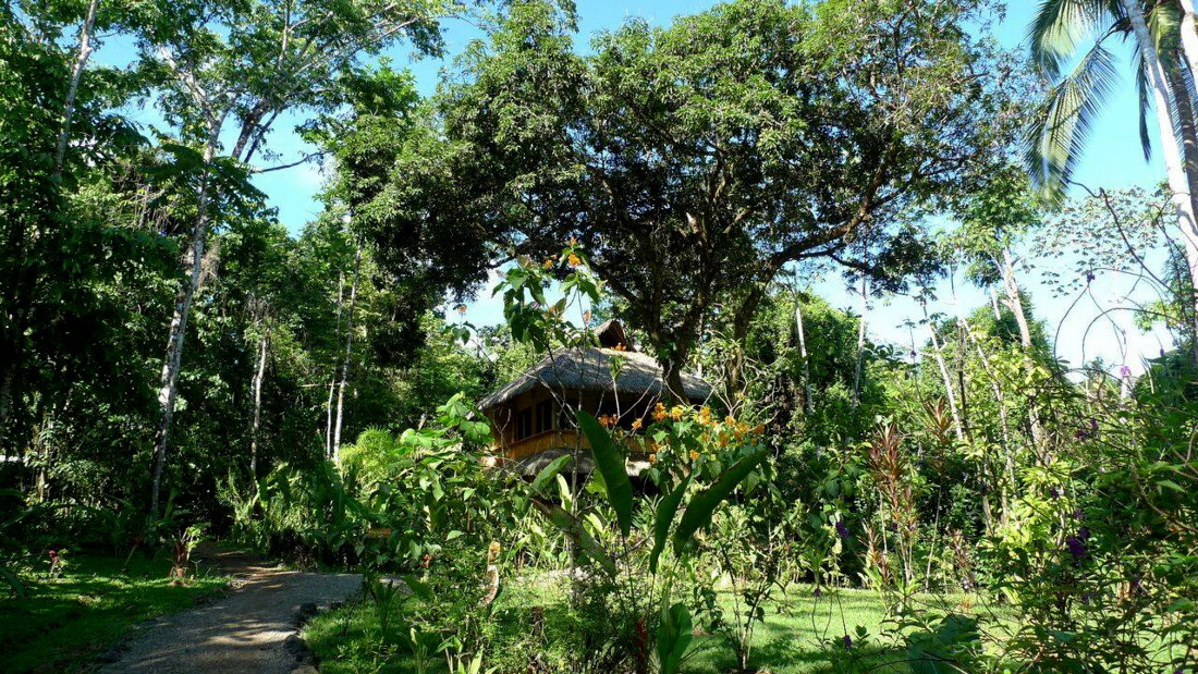 Copa de Arbol Drake bay Corcovado Nationalpark