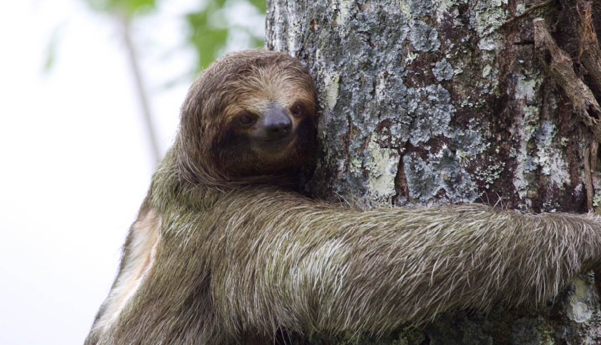 Dreizehen-Faultier CRST