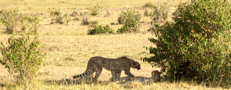 Geparden in der Masai Mara