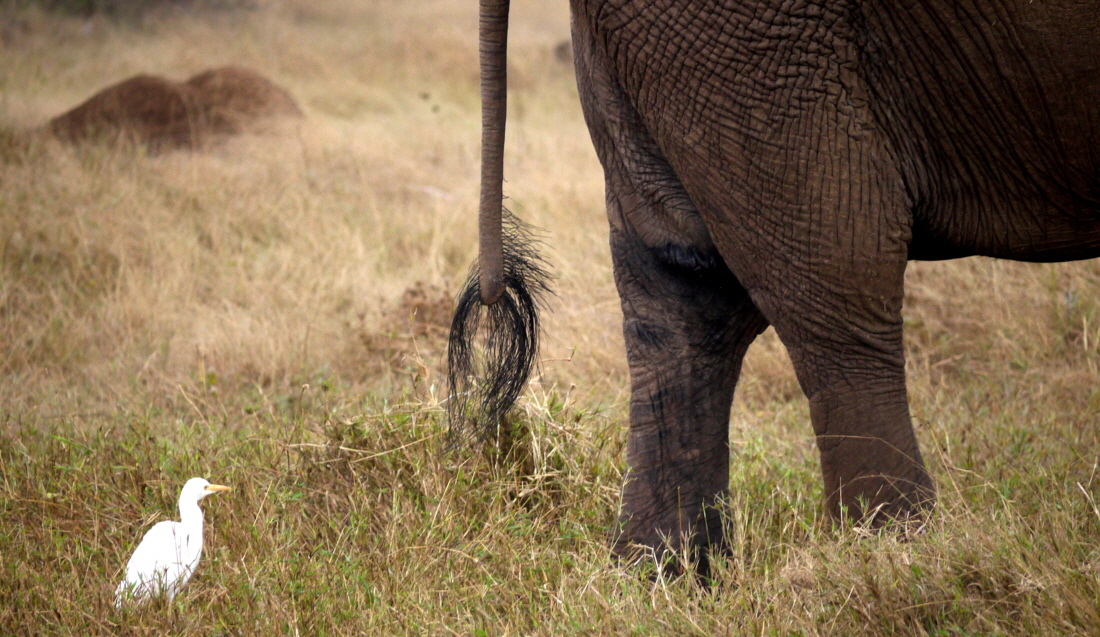 Kuhreiher und Elefant  