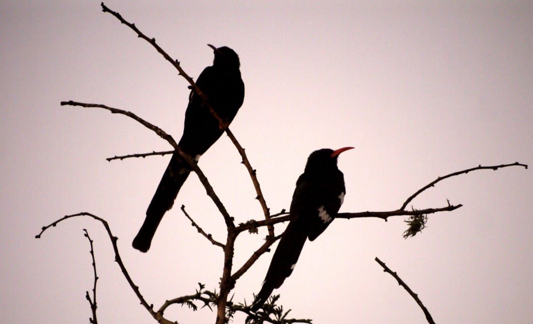 Gr�ner Baumhopf  Phoeniculus purpureus