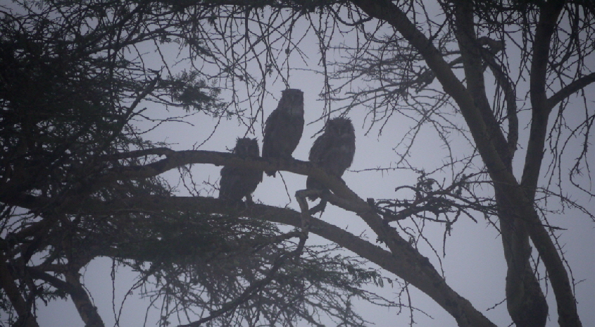 ekorians-mugie-kenia-safaricamp