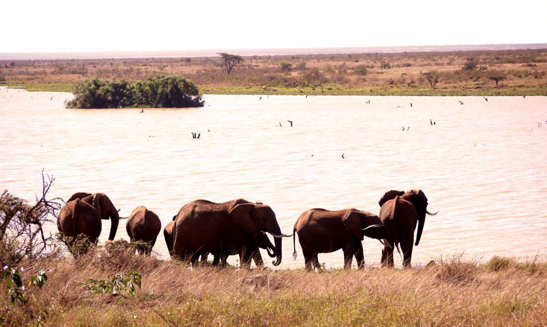 Elefanten trifft man immer 