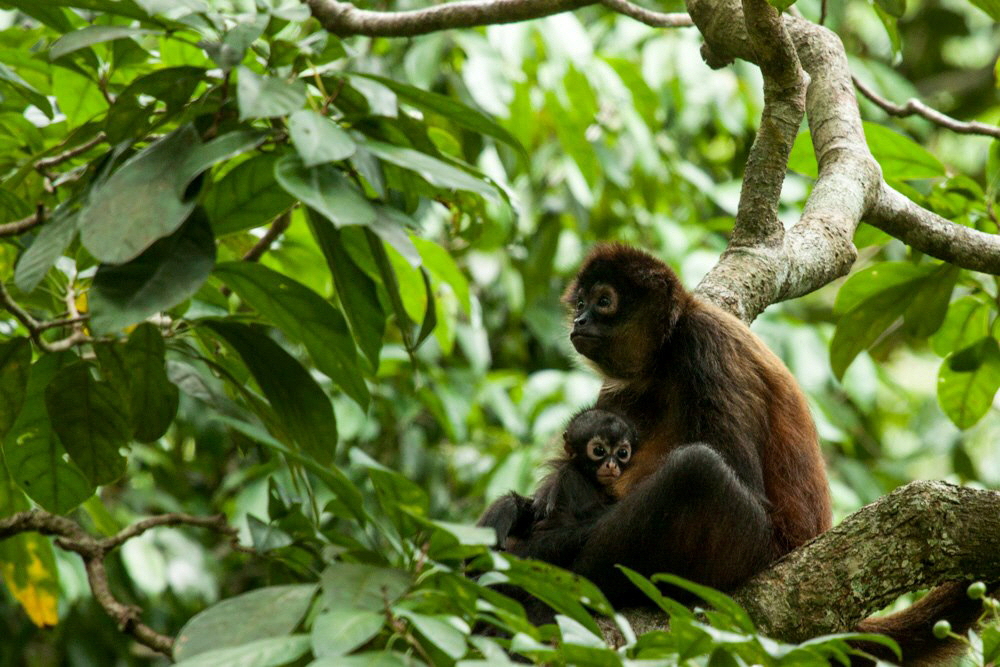 El Remanso  Klammeraffen