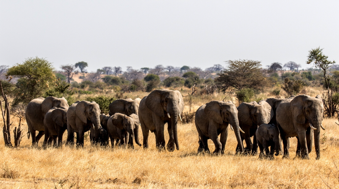 Elefanten  Ruaha 