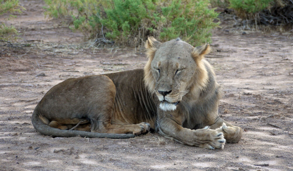 L�wenmann ohne M�hne