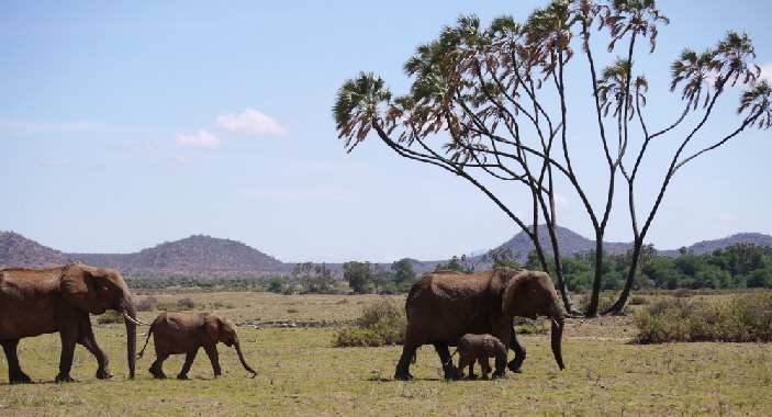 elephant-bedroomcamp-samburu_0032