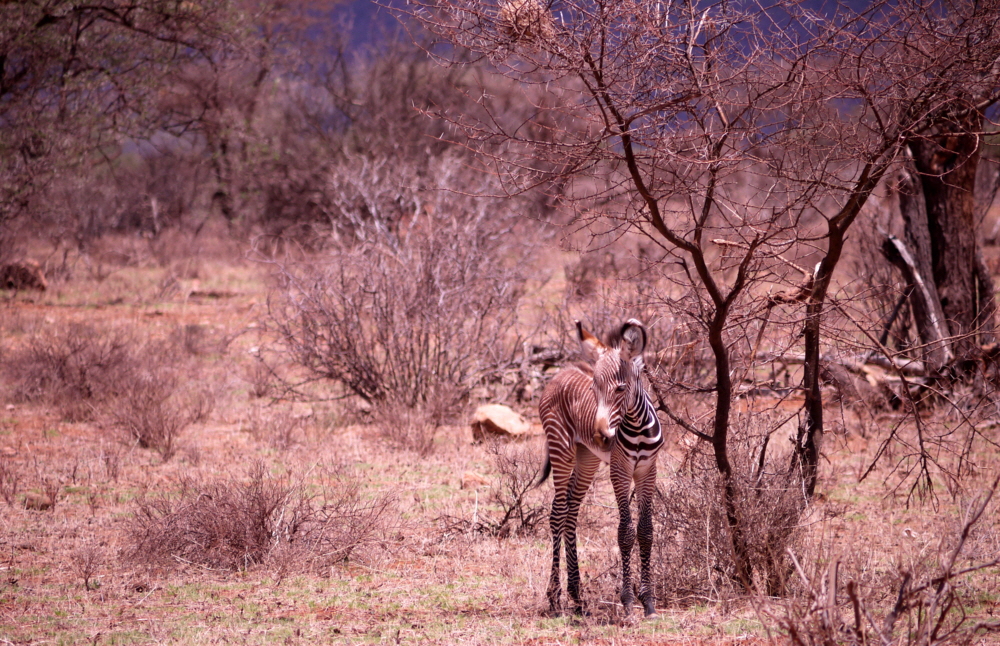 Grevy zebra Fohlen