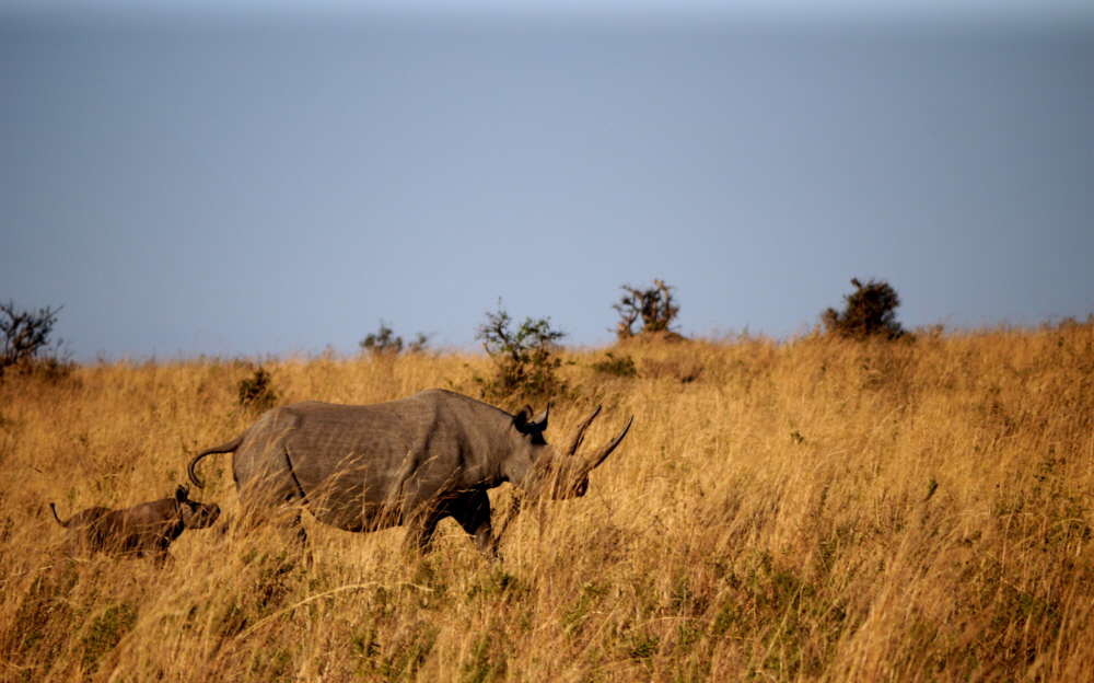 Breitmaul-Nash�rner