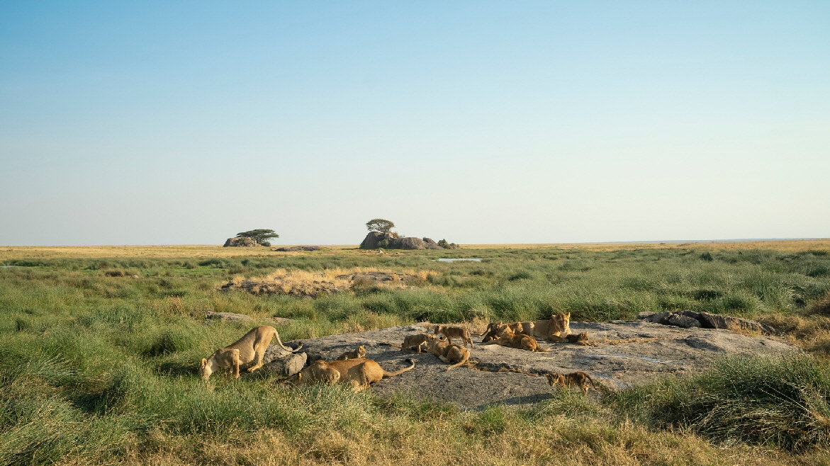 Namiri Plains Ol Mara Camp 