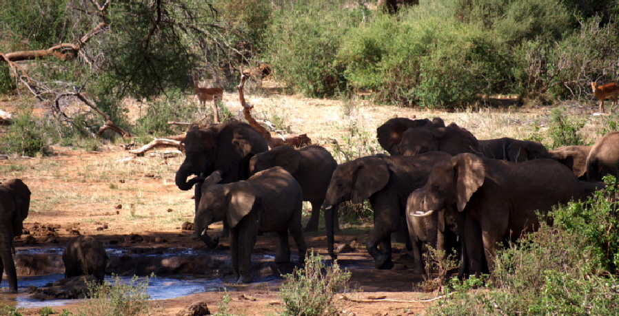 Il Ngwesi am Wasserloch Il Ngwesi am Wasserloch