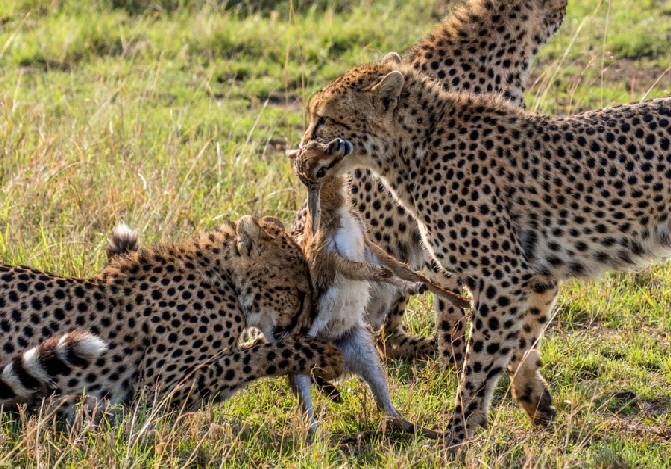 safari-masai-mara-kenia