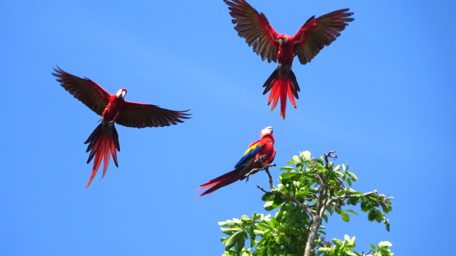 Aras in Drake bay Corcovado Nationalpark