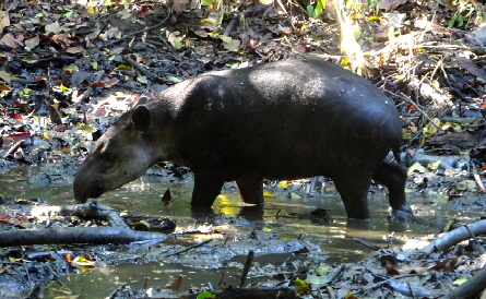 Costa Rica Halbinsel Osa Tapir