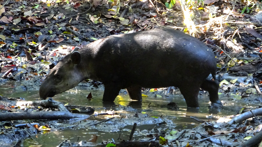 Tapir Copa  Drake bay Corcovado Nationalpark