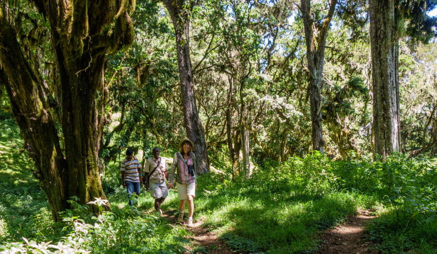 Bergregenwald   Hatari Lodge 