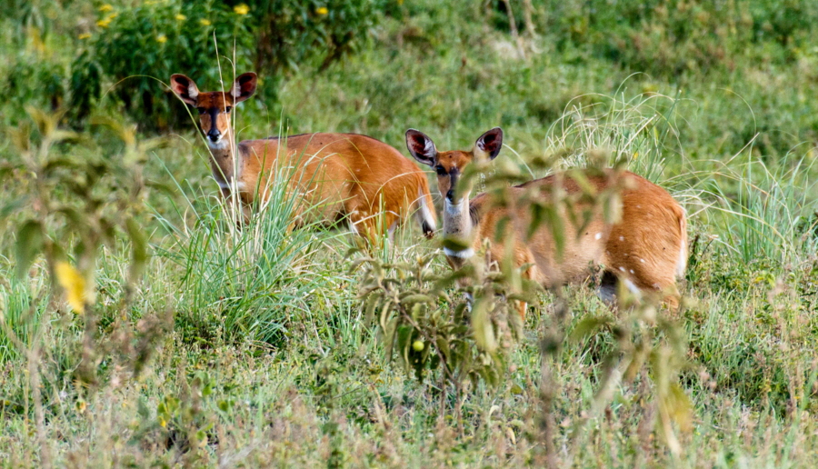 Buschb�cke  Hatari 