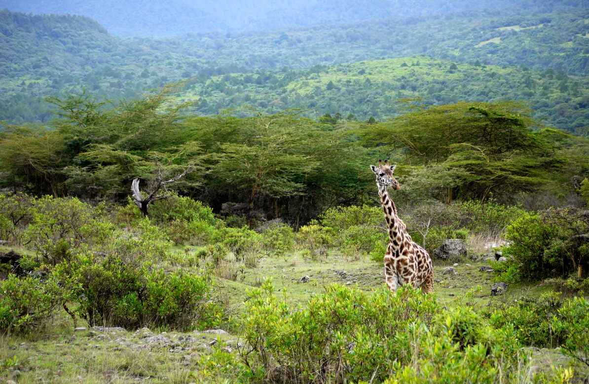 Giraffe bei der Lodge 