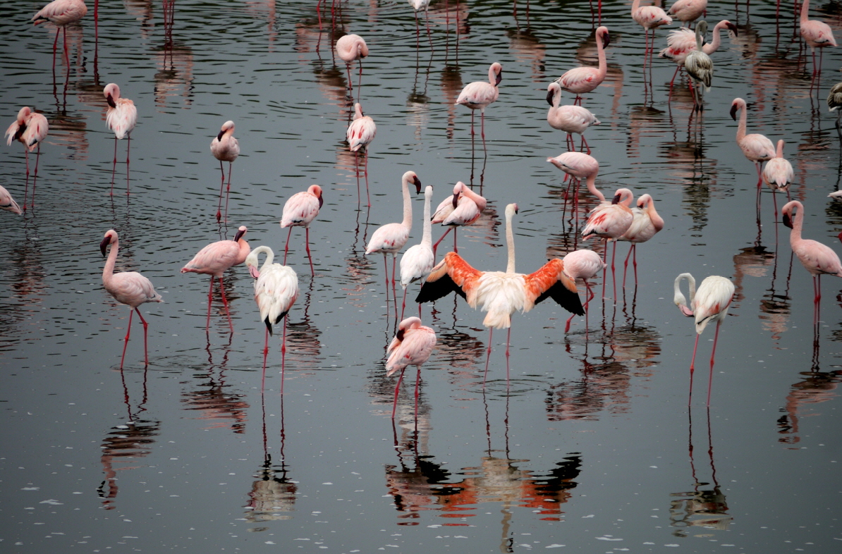 Flamingoes Momella 