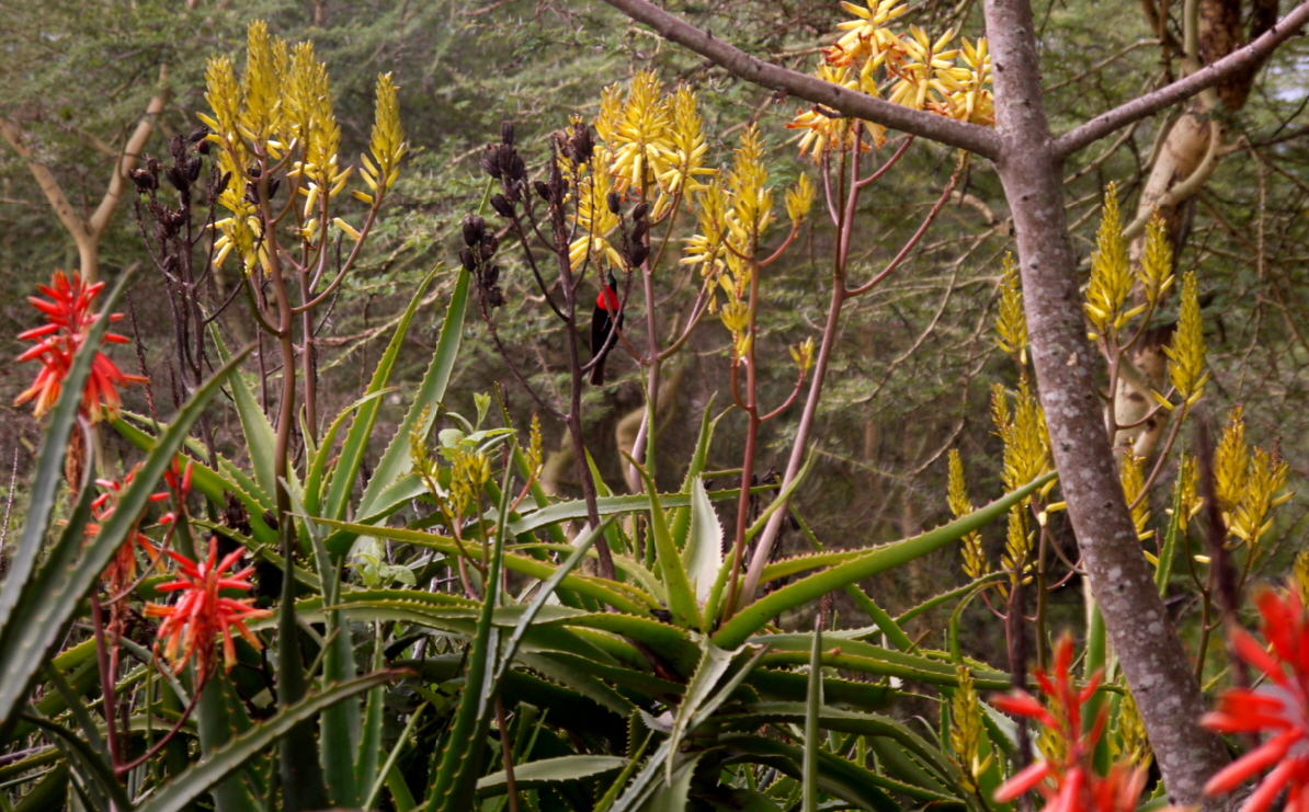 Hatari Lodge Tansania