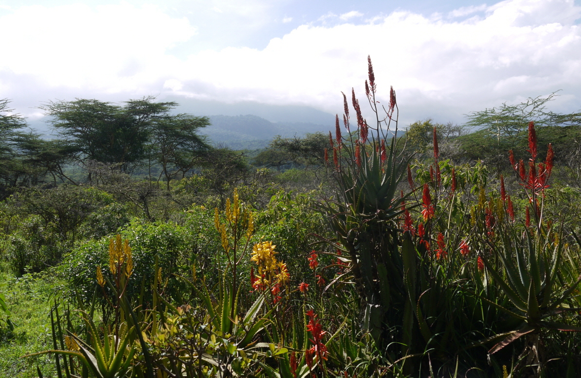 Hatari Lodge Arusha NP