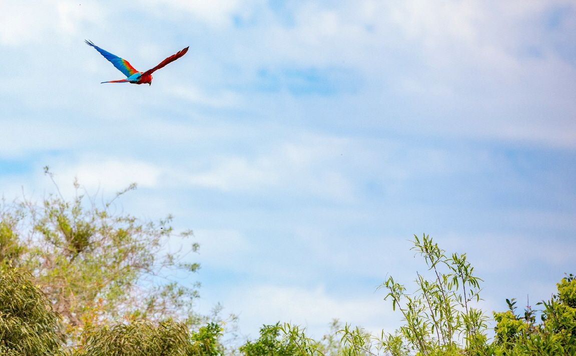 Rincon del Socorro Ibera Feuchtgebiete Ara
